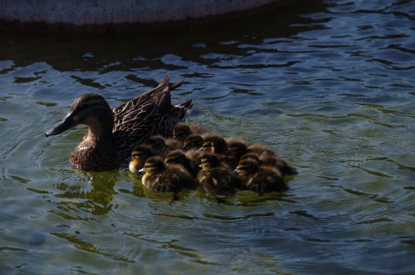 ducks